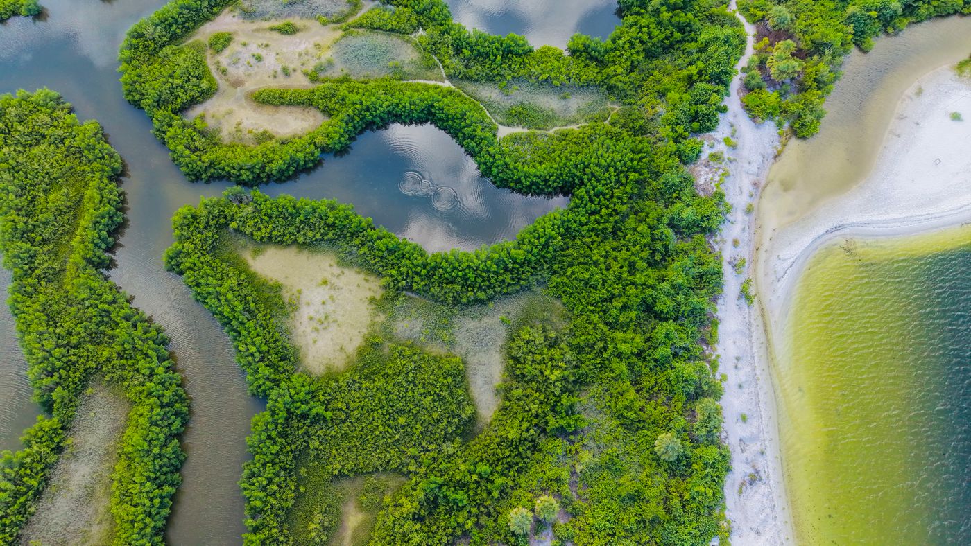 Aerial view of mangroves, tidal channels and a sandy shoreline in Apollo Beach, Florida.
