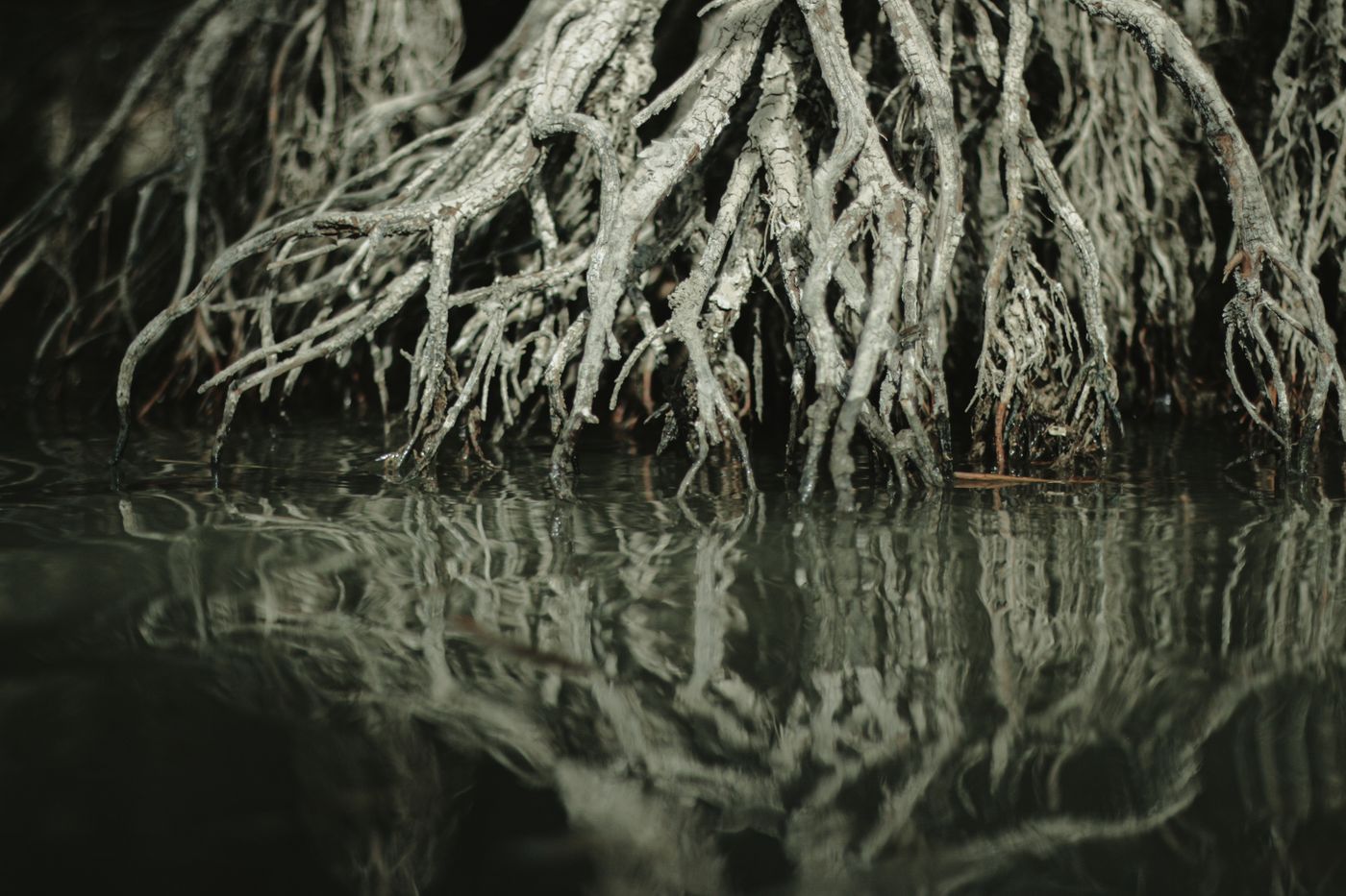 Mangrove roots extending into shallow water and reflected on its surface.